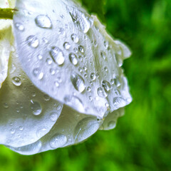 Macro photography of a white rose with water droplets on the petals after rain, against a bright green background. Cropping with an emphasis on the texture of the petals and the transparency of the dr