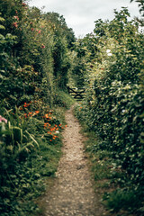Sunny Woodland Path through Green Hedgerows in the Devon Countryside