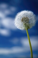 Naklejka premium Close-up of dandelion seed head against a vibrant blue sky
