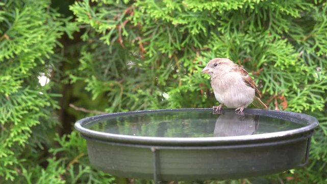 young sparrow at the birdbath