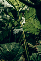 Giant Brazilian Rhubarb Close-Up with Shallow Depth of Field