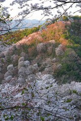 Sunset sky over cherry blossom trees in bloom in Yoshino, Japan, home of the Yoshino Prunus tree cultivar