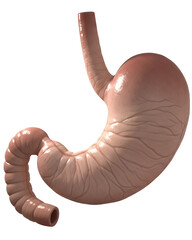 Fototapeta premium Stomach anatomy visualization for healthcare and medical education uses