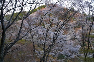 Sunset sky over cherry blossom trees in bloom in Yoshino, Japan, home of the Yoshino Prunus tree cultivar