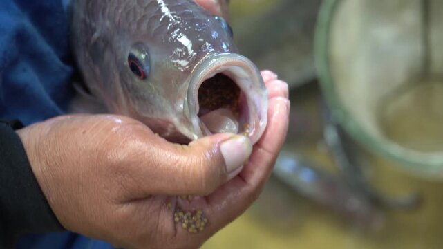 focus egg in mouth of Nile tilapia fish on hand of farmer for breeding
