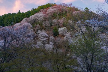 Sunset sky over cherry blossom trees in bloom in Yoshino, Japan, home of the Yoshino Prunus tree cultivar