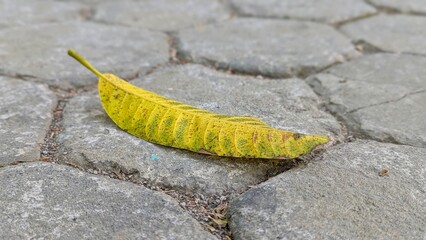 A close-up of a long, yellow-green leaf with visible veins, resting on a textured path of gray...
