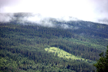 forest in the mountains, &aring;re,norrland,sverige,j&auml;mtland,sweden, summer