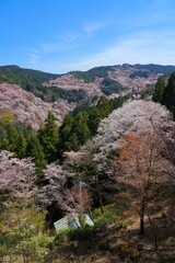 Cherry blossoms in bloom in the spring in Yoshino, Japan