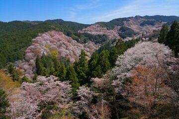 Cherry blossoms in bloom in the spring in Yoshino, Japan