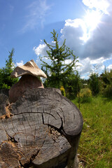 A beautiful mushroom is growing on a stump, all of this is under a bright sunny sky above
