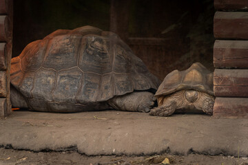 Group of Tortoises Sheltering in Wooden Enclosure