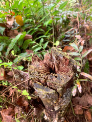 Close-up of a weathered tree stump with cracked bark and moss, surrounded by green plants and dry leaves.
