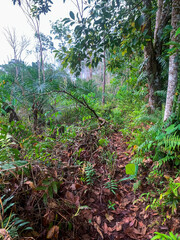 Narrow dirt path cutting through dense tropical vegetation with palm trees and lush greenery on both sides.