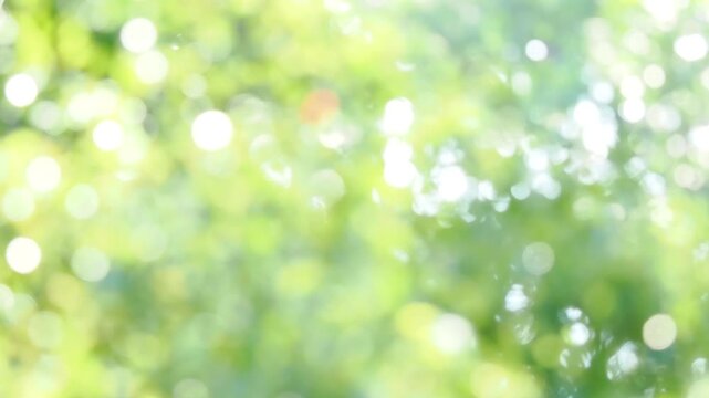 夏の木漏れ日の様子。爽やかな光の風景。セミの鳴き声。