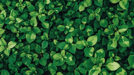 A snapshot of fresh green plant leaves