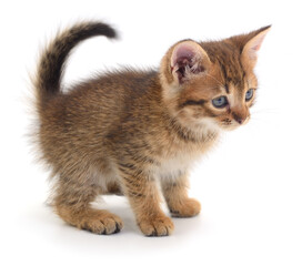 Kitten on white background.
