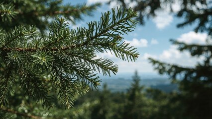 Detailed View of Vibrant Green Cedar Foliage Highlighting Branch Structure