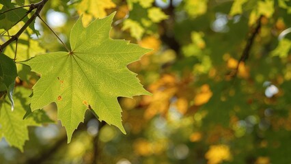 Obraz premium A vibrant green leaf silhouette with a soft-focused backdrop perfect for wallpapers.