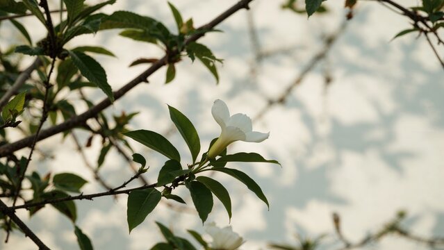 Lovely white kopsia petals