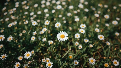 Photograph with blooming daisies in the background