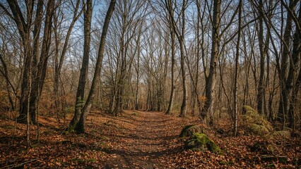 A quiet path in a late autumn forest, flanked by grand, bare-branched trees, traversing a serene and pristine landscape.