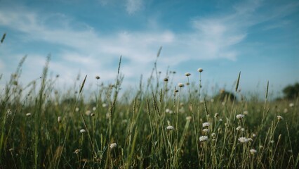 Obraz premium Hazy floral shapes on a verdant meadow