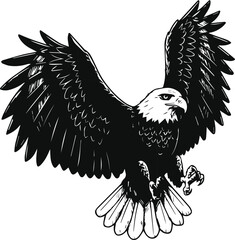 Bald Eagle in Flight with Wings Spread Wide and Talons Extended bird of prey raptor