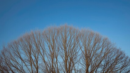 Nature scene featuring stark trees beneath a vivid blue sky