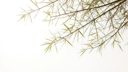 Isolated bamboo branches reaching into a white sky, showcasing texture and nature's design in spring