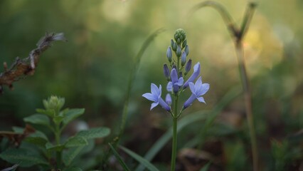 Soft focus image of Baikal skullcap, a medicinal herb