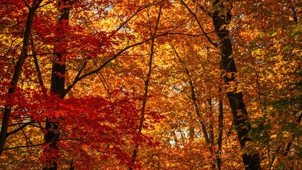 Notable case of autumnal colors 8