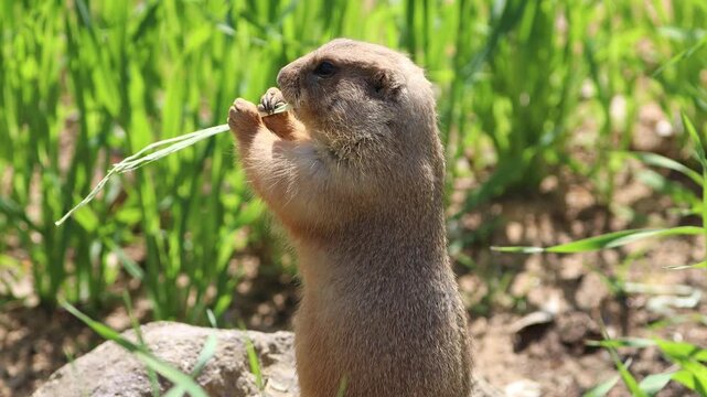 Prairie dog eating grass with their hands, animal