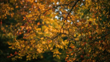 Background of trees in a park during fall with soft bokeh and room for text