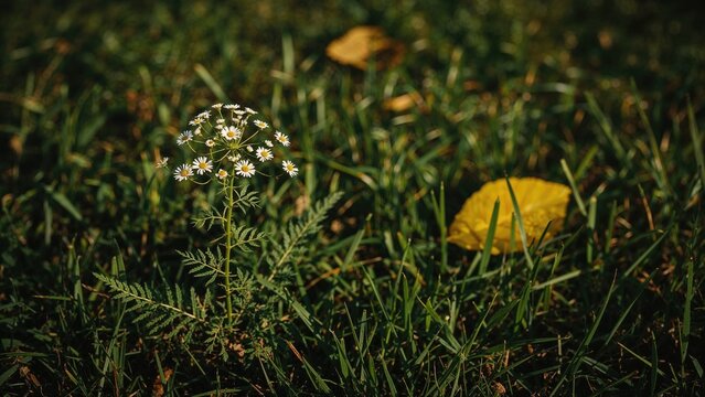 Autumn grass featuring yellow leaves and mayweed under shadow