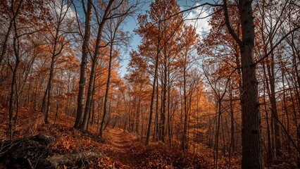 Fototapeta premium Fall woodland scenery
