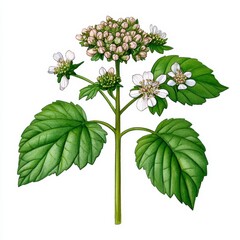 Detailed Botanical Illustration of a Flowering Plant with White Blossoms and Green Leaves