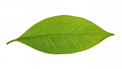 Obraz premium White background featuring green Saraca asoca leaves