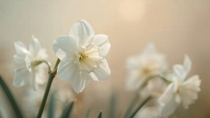 Elegant white Jonquils showcased on a shattered background.
