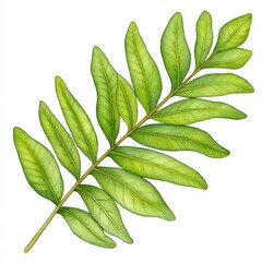 Detailed Illustration of a Light Green Fern Frond