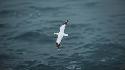 Obraz premium Single White and Yellow Gannet in Flight Above Blue and Gray Waters of the Sea