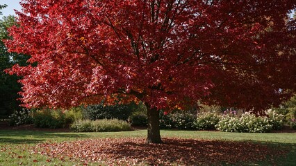 Naklejka premium A vibrant red maple tree located in a public garden
