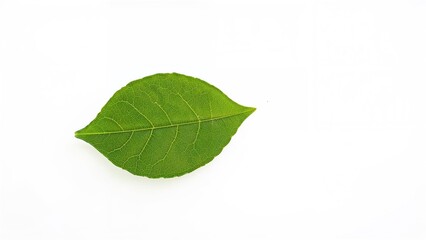 Detailed view of an apple tree leaf with white background