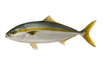 Naklejka premium Fresh Yellowtail Amberjack fish isolated on transparent background, perfect for seafood menus, sashimi presentation, fish market promotion, culinary recipes, and healthy diet concepts