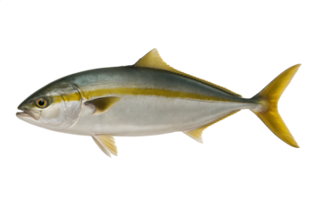 Fresh Yellowtail Amberjack fish isolated on transparent background, perfect for seafood menus, sashimi presentation, fish market promotion, culinary recipes, and healthy diet concepts