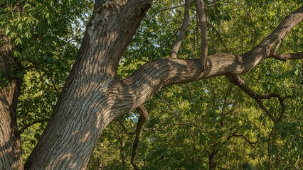 A lovely old tree limb overlooking a lush garden from above with vibrant green leaves and summer foliage