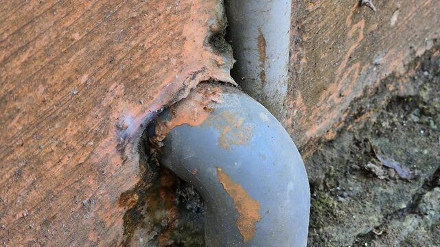 a group of red ants are walking on a water pipe
