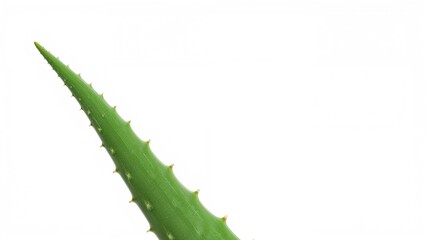 Naklejka premium Green Aloe Vera Leaves Close-up