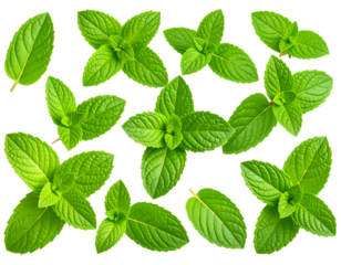 Green fresh mint leaves isolated on a white or transparent background.