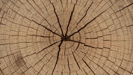 Fototapeta premium Artistic wooden pattern showcasing poplar root grain